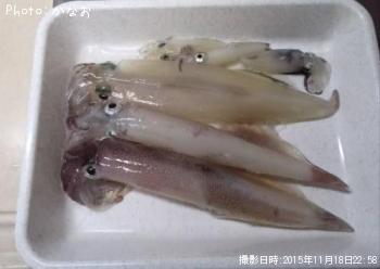ヤリイカ