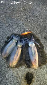 水烏賊