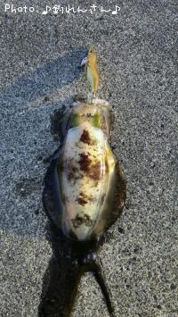 水烏賊