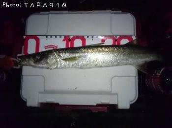 カマス
