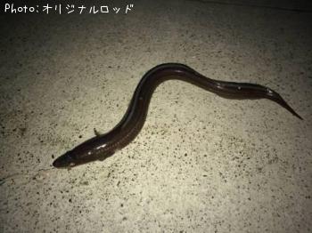 ʥ