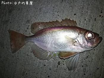 ホウセキキントキ