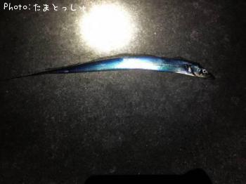太刀魚