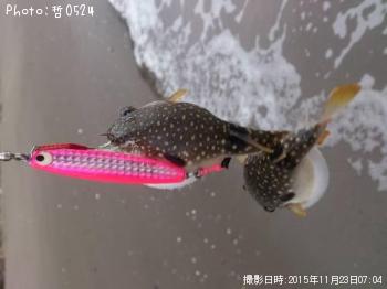 ソゲ