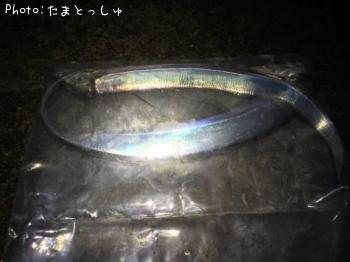 太刀魚