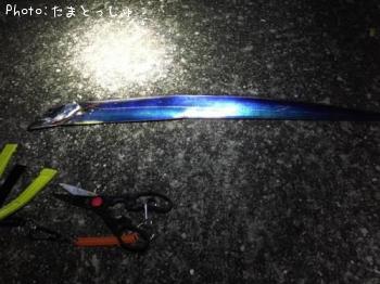太刀魚
