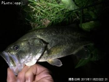 ブラックバス