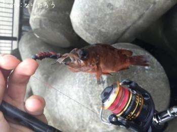 メバル