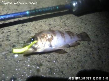 メバル