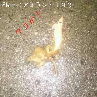 タコ