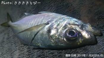 アジ＆メバル＆シーバス