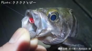 アジ＆メバル＆シーバス