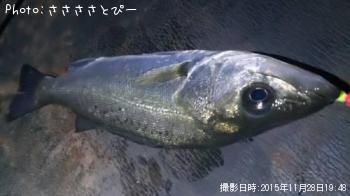 アジ＆メバル＆シーバス