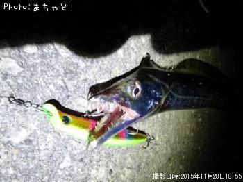 タチウオ80cm 釣果情報 沖縄県那覇市 15年11月28日18時 まちゃど 即戦力釣り情報