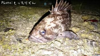 クロソイ