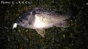 クロソイ