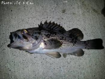 クロソイ