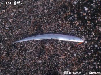 タチウオ