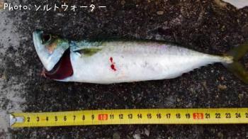 サバ