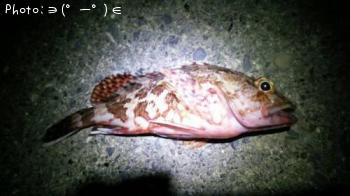 カサゴ