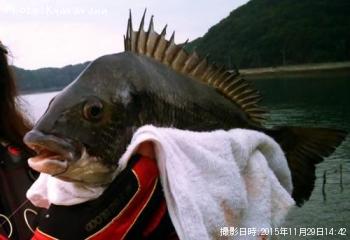 チヌ
