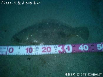 ヒラメ