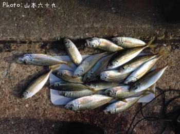 アジ