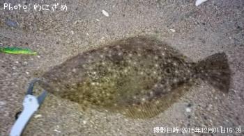 ヒラメ