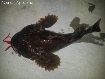 カジカ