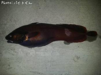 ドンコ