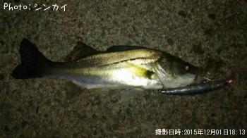 シーバス