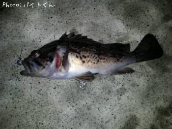 クロソイ