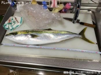 饵
