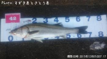 シーバス