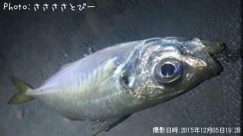 アジ＆メバル