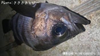 アジ＆メバル