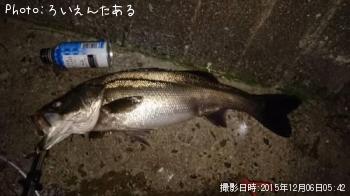 ޥ륹