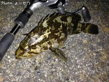 タケノコメバル