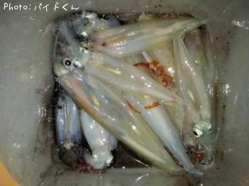 ヤリイカ