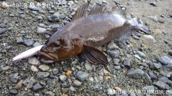 アイナメ
