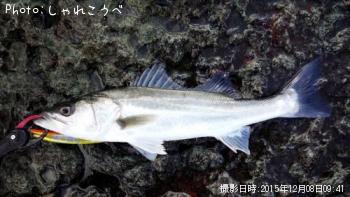シーバス
