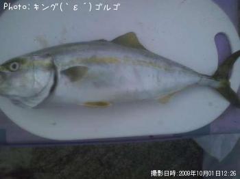 ワカシ