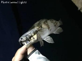 メバル