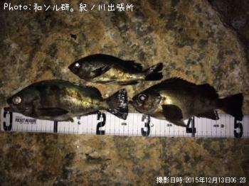 メバル