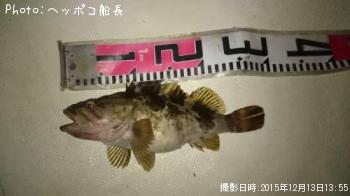 タケノコメバル