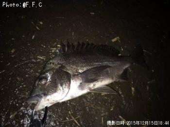 クロダイ