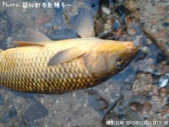 鯉