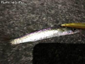 カマス