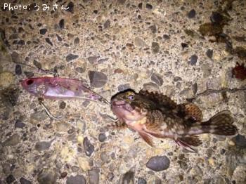 カサゴ