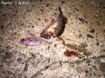 カサゴ